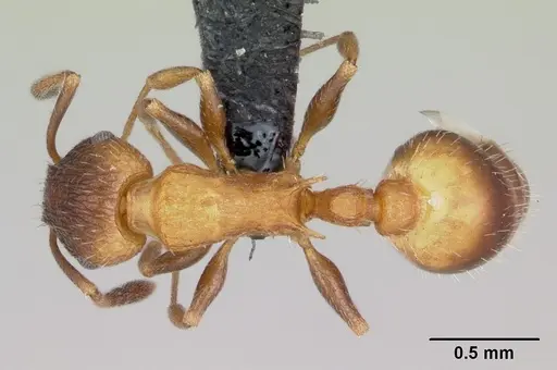 Temnothorax caguatan specimen CASENT0118155 image casent0118155_1