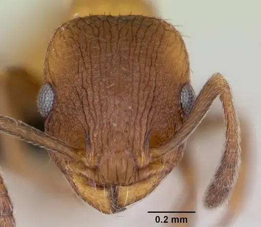 Temnothorax caguatan specimen CASENT0118155 image casent0118155_2