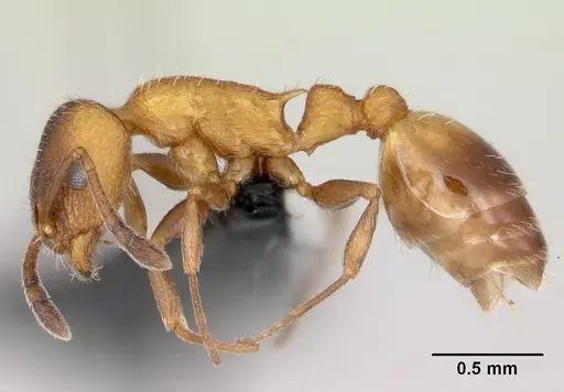 Temnothorax caguatan specimen CASENT0118155 image casent0118155_3