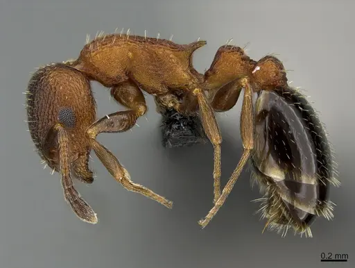 Temnothorax caguatan specimen CASENT0218887 image casent0218887_1