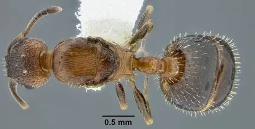 Temnothorax caguatan specimen CASENT0339250 image casent0339250_1