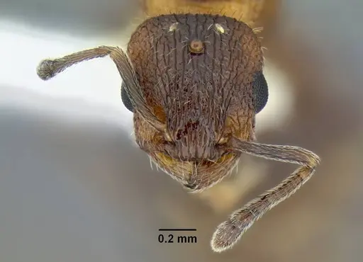 Temnothorax caguatan specimen CASENT0339250 image casent0339250_2