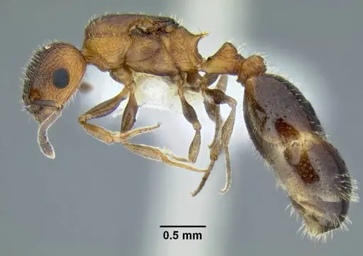 Temnothorax caguatan specimen CASENT0339250 image casent0339250_3