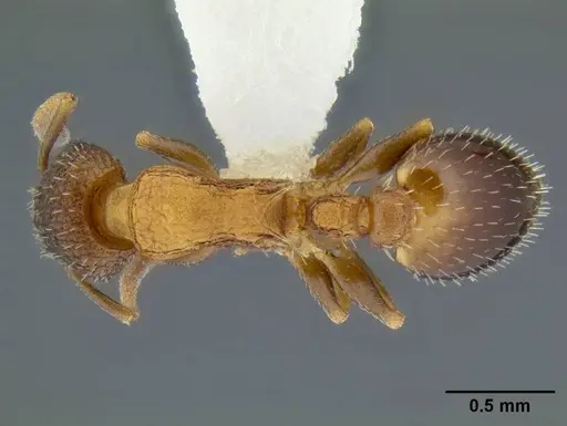 Temnothorax caguatan specimen CASENT0339286 image casent0339286_1