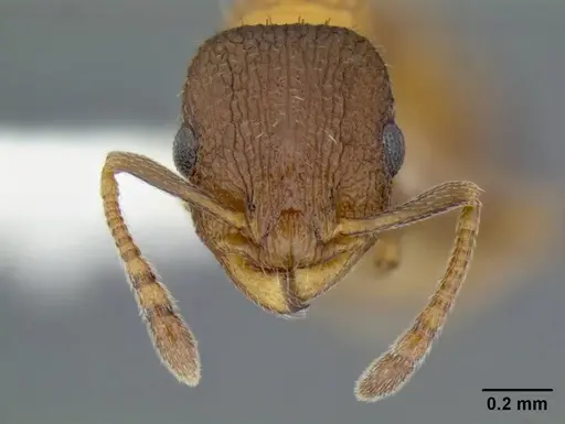 Temnothorax caguatan specimen CASENT0339286 image casent0339286_2