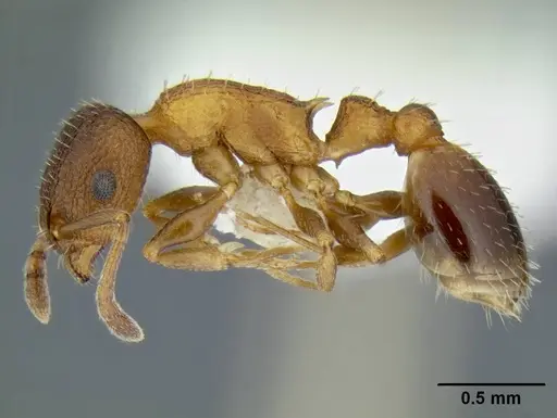 Temnothorax caguatan specimen CASENT0339286 image casent0339286_3