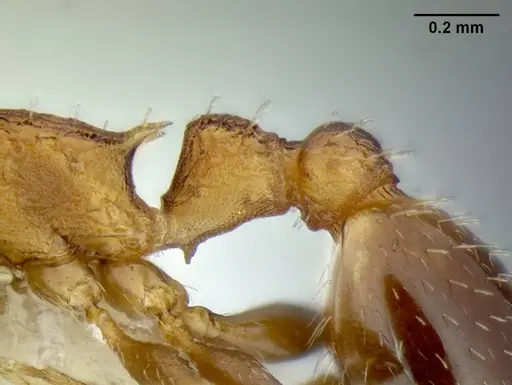 Temnothorax caguatan specimen CASENT0339286 image casent0339286_4