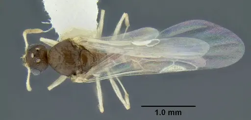 Temnothorax caguatan specimen CASENT0339304 image casent0339304_1