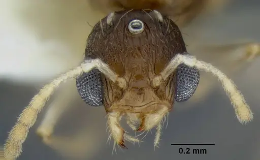 Temnothorax caguatan specimen CASENT0339304 image casent0339304_2