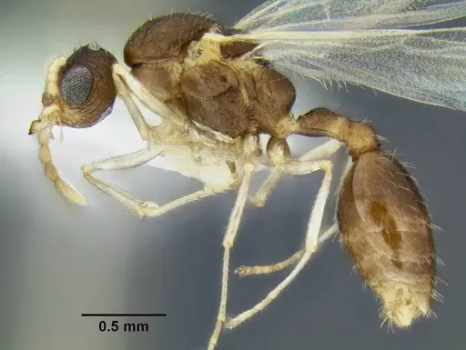 Temnothorax caguatan specimen CASENT0339304 image casent0339304_3