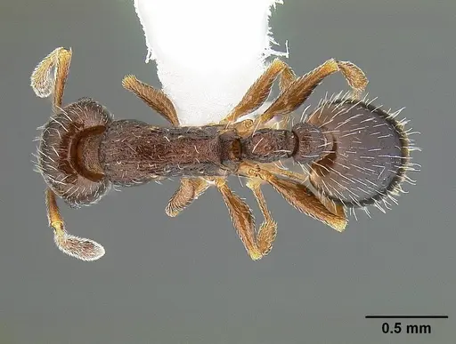 Temnothorax caguatan specimen CASENT0844364 image casent0844364_1