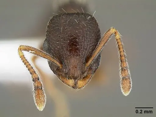 Temnothorax caguatan specimen CASENT0844364 image casent0844364_2