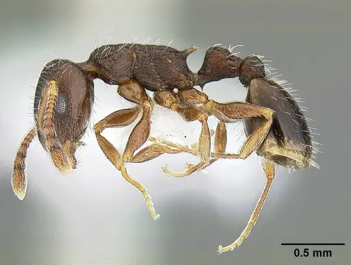 Temnothorax caguatan specimen CASENT0844364 image casent0844364_3