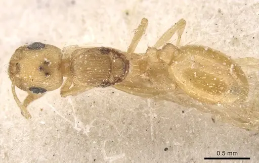 Temnothorax canescens specimen CASENT0912917 image casent0912917_1