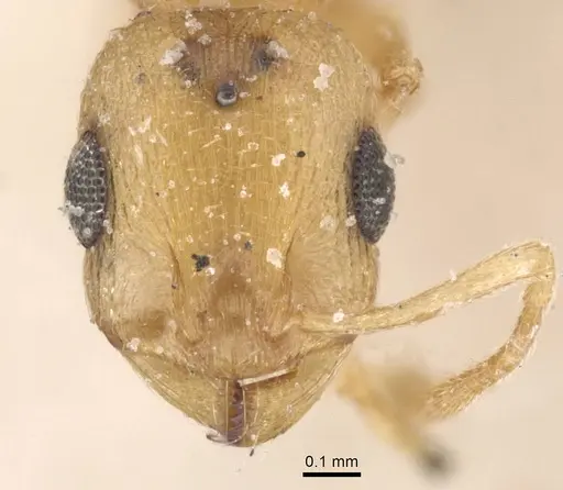 Temnothorax canescens specimen CASENT0912917 image casent0912917_2