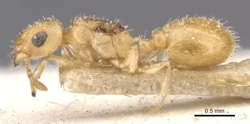 Temnothorax canescens specimen CASENT0912917 image casent0912917_3