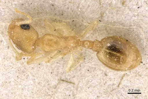 Temnothorax canescens specimen CASENT0912918 image casent0912918_1
