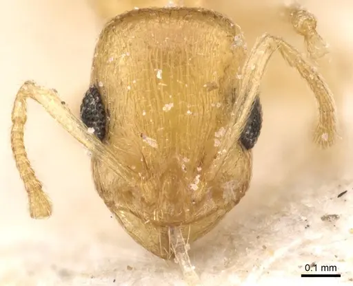 Temnothorax canescens specimen CASENT0912918 image casent0912918_2