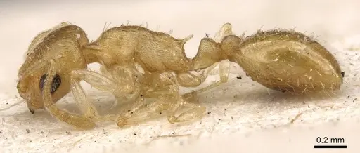 Temnothorax canescens specimen CASENT0912918 image casent0912918_3