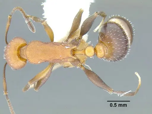 Temnothorax casanovai specimen LACMENT323462 image lacment323462_1