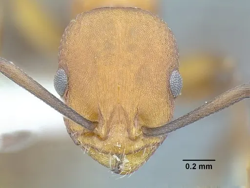 Temnothorax casanovai specimen LACMENT323462 image lacment323462_2
