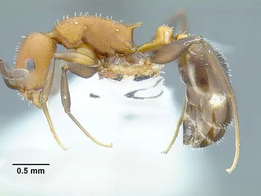 Temnothorax casanovai specimen LACMENT323462 image lacment323462_3