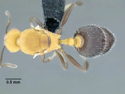 Temnothorax casanovai specimen LACMENT323464 image lacment323464_1
