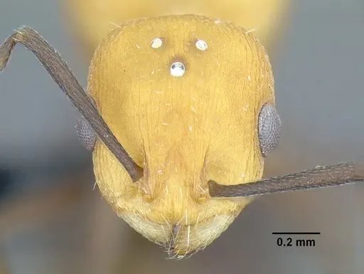 Temnothorax casanovai specimen LACMENT323464 image lacment323464_2