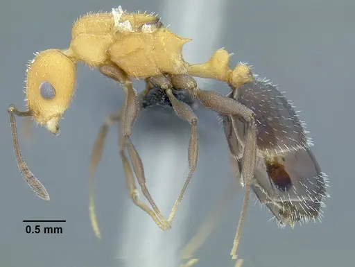 Temnothorax casanovai specimen LACMENT323464 image lacment323464_3