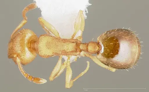 Temnothorax chandleri specimen CASENT0005688 image casent0005688_1
