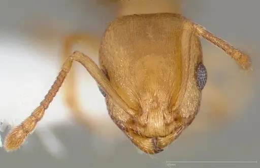 Temnothorax chandleri specimen CASENT0005688 image casent0005688_2