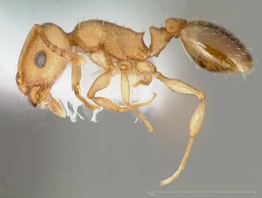 Temnothorax chandleri specimen CASENT0005688 image casent0005688_3