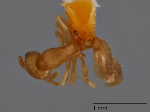 Temnothorax chandleri specimen UTEPENTO60002 image utepento60002_1