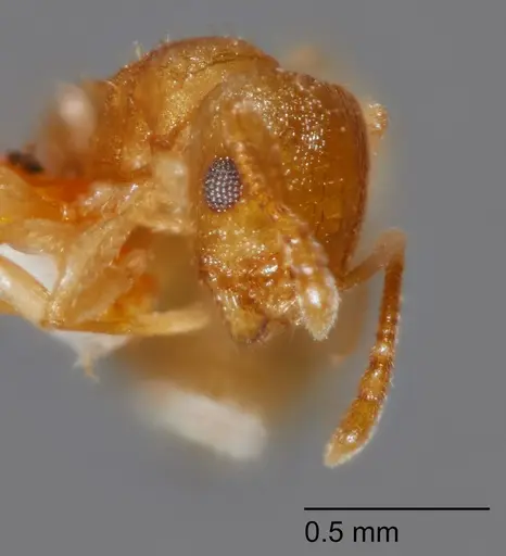 Temnothorax chandleri specimen UTEPENTO60002 image utepento60002_2