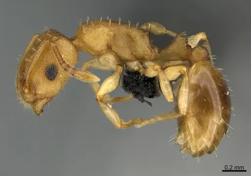 Temnothorax cokendolpheri specimen CASENT0007595 image casent0007595_1