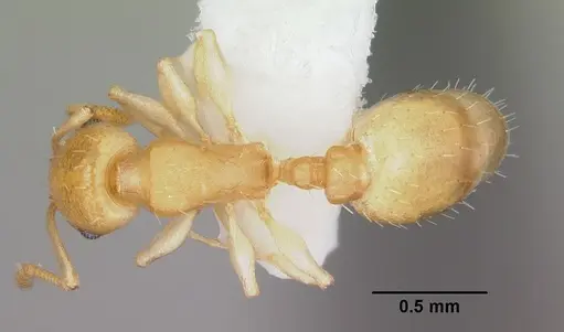 Temnothorax cokendolpheri specimen CASENT0103162 image casent0103162_1