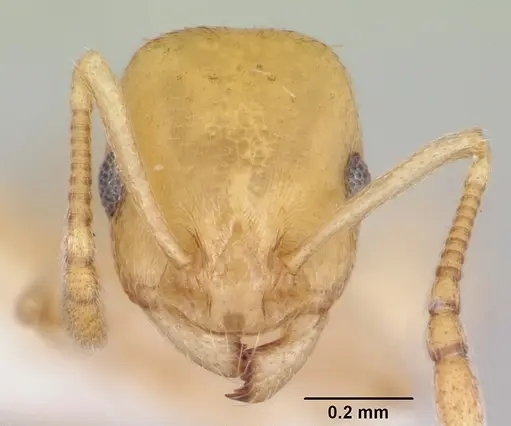 Temnothorax cokendolpheri specimen CASENT0103162 image casent0103162_2