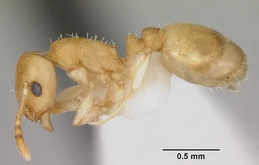 Temnothorax cokendolpheri specimen CASENT0103162 image casent0103162_3