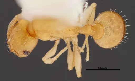 Temnothorax cokendolpheri specimen FMNHINS0000047973 image fmnhins0000047973_1