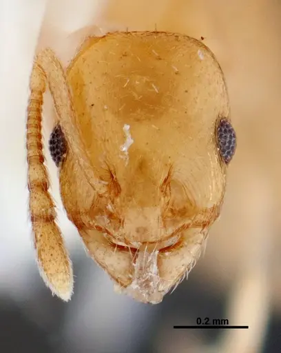 Temnothorax cokendolpheri specimen FMNHINS0000047973 image fmnhins0000047973_2
