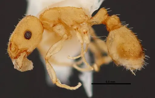 Temnothorax cokendolpheri specimen FMNHINS0000047973 image fmnhins0000047973_3