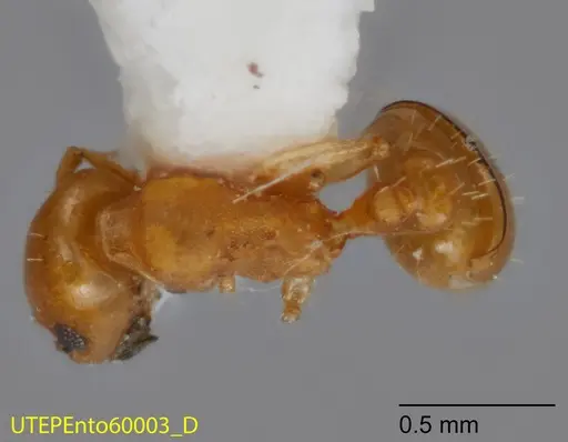 Temnothorax cokendolpheri specimen UTEPENTO60003 image utepento60003_1