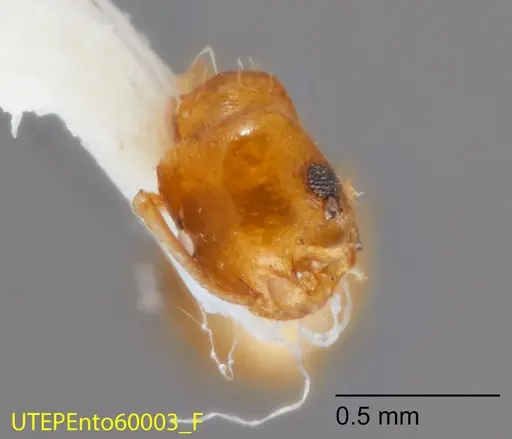 Temnothorax cokendolpheri specimen UTEPENTO60003 image utepento60003_2