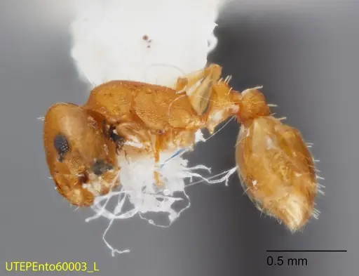 Temnothorax cokendolpheri specimen UTEPENTO60003 image utepento60003_3