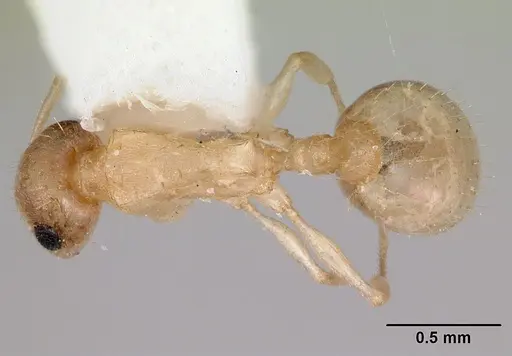 Temnothorax coleenae specimen CASENT0172988 image casent0172988_1