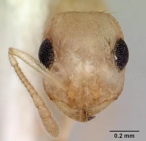 Temnothorax coleenae specimen CASENT0172988 image casent0172988_2
