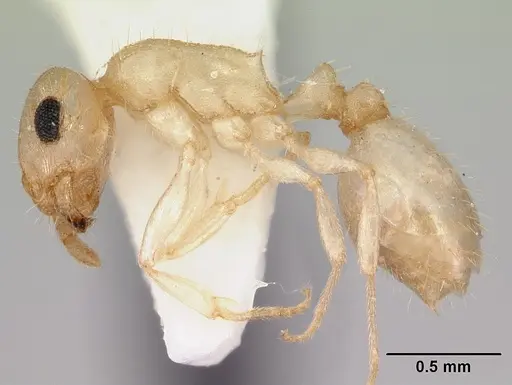 Temnothorax coleenae specimen CASENT0172988 image casent0172988_3