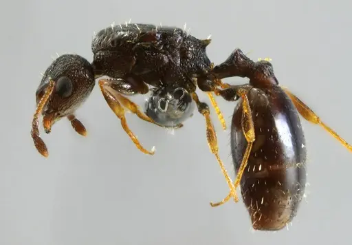 Temnothorax conatensis specimen ANTWEB1032081 image antweb1032081_1