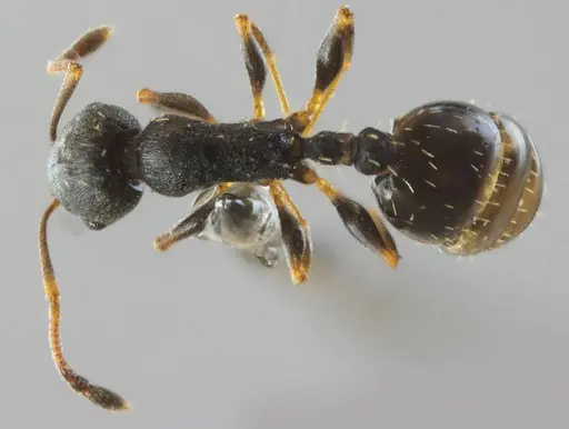 Temnothorax conatensis specimen ANTWEB1032082 image antweb1032082_1