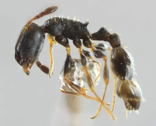 Temnothorax conatensis specimen ANTWEB1032082 image antweb1032082_3